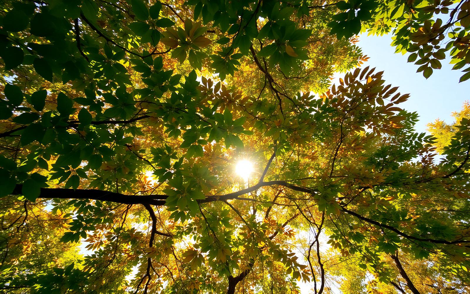Sunlight through a dense green and orange tree canopy